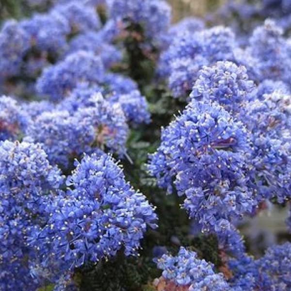 Lilas de Californie 'Burkwoodii' Ceanothus 40-60 cm pot