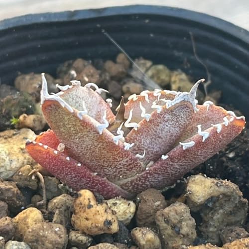 �A�K�x �I�e���C �� �I�� ���� �T�{�e�� ���� �ϗt�A�� �A�ؔ�