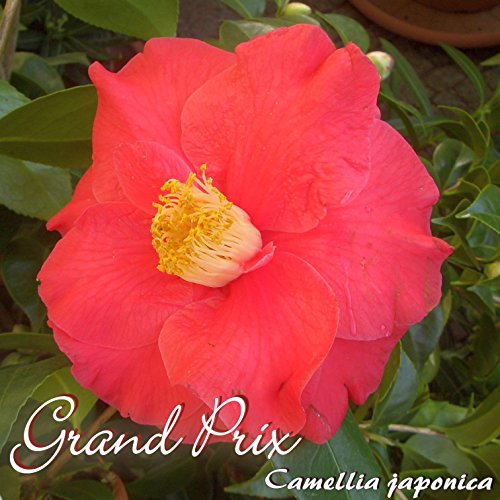 Kamelie 'Grand Prix' - Camellia Japonica - 6 to 7-Years Old Plant