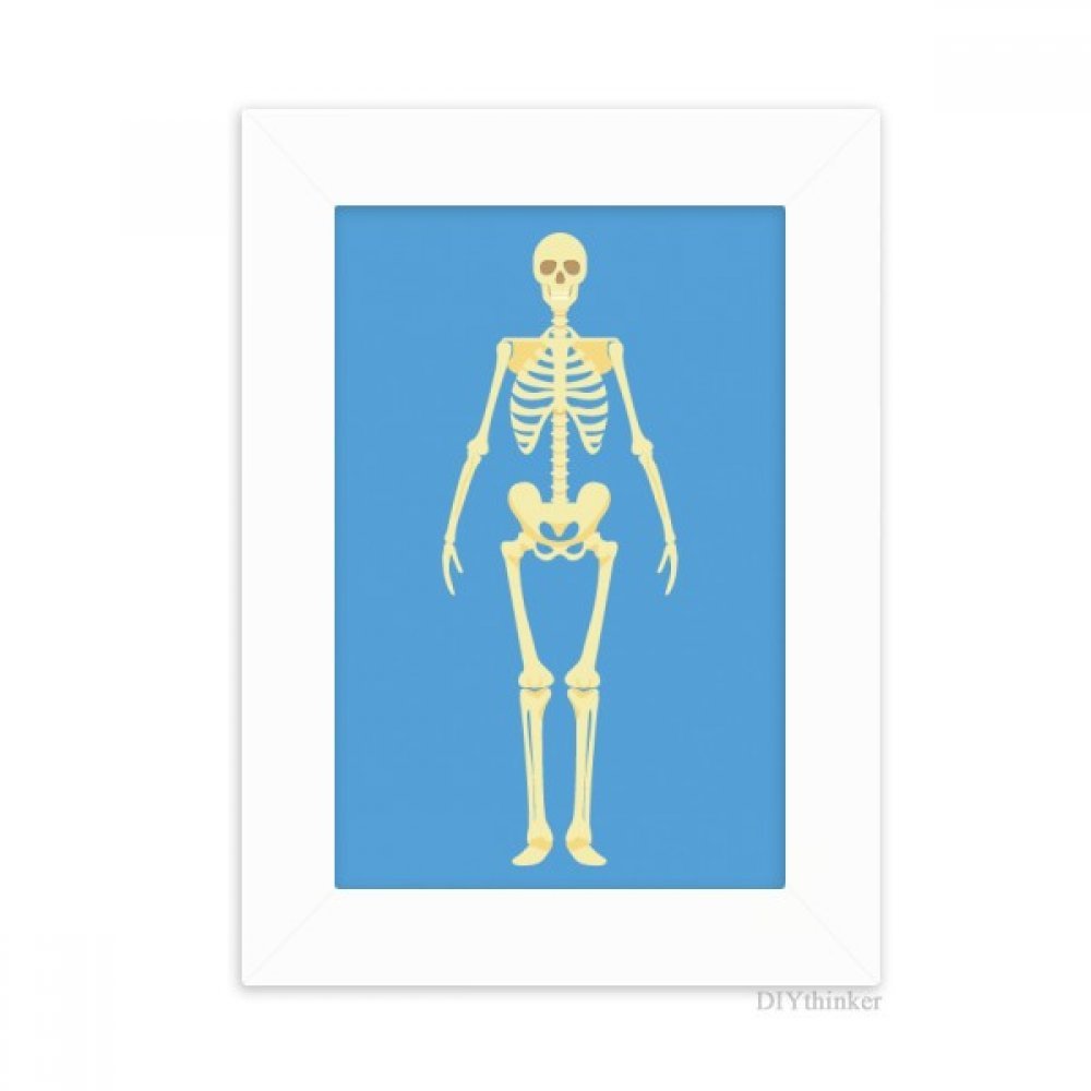 Illustration os corps humain cadre photo blanc de bureau pour cabinet médical