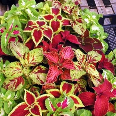 ANTIER COLEUS RAINBOW MIXED FLOWER SEEDS (AVG 50-100) SEEDS X 1 PACKET (B09K5SF54G) Amazon Price History, Amazon Price Tracker