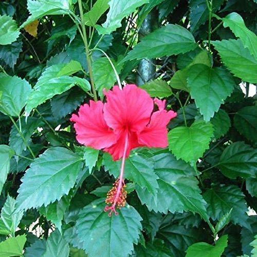 Hibiscus Plant - Red Gudhal Flower | Easy to Grow -1