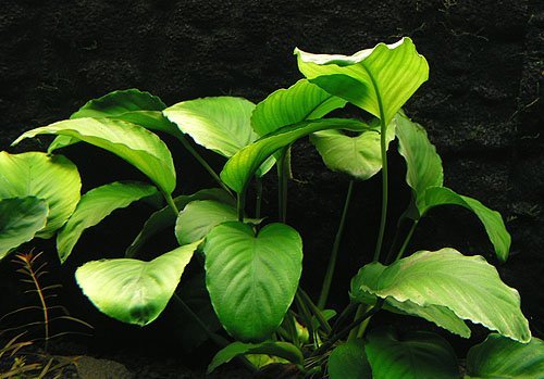 Pianta d'Acquario Vivo "Anubias Barteri var. Barteri"