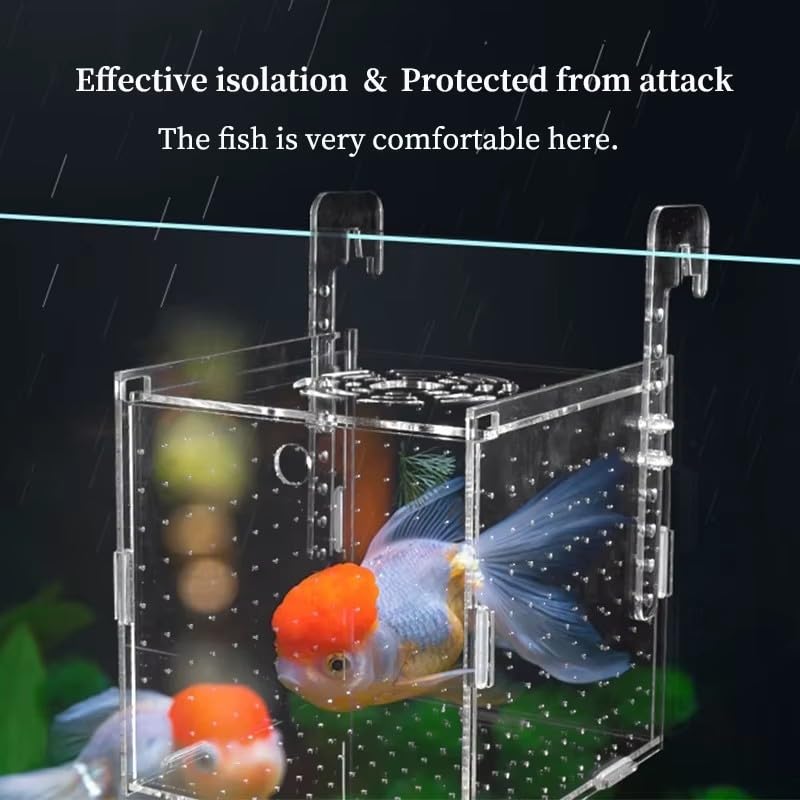 Caja de cría de peces de acrílico transparente para aislamiento y desove de acuarios con diseño flotante y soporte de ventosa 10 x 10 x 10 cm (12 x 12 x 12 cm)