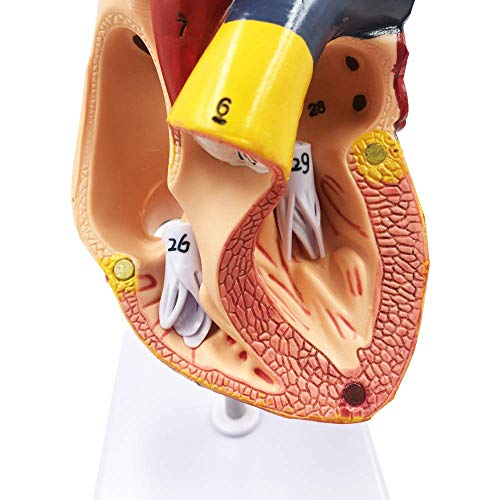 RROWER Anatomico del Cuore Modello, 1: 1 Cuore