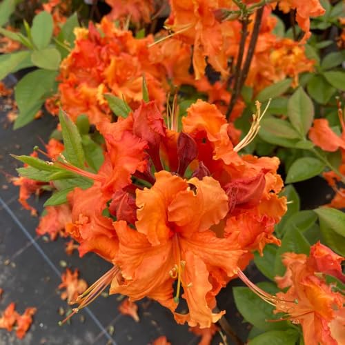 semi di azalea rododendro, resistenti arbusti, biologici, vecchie varietà verdi, decorazione del giardino esterno resistenti all'esterno, 130pcs