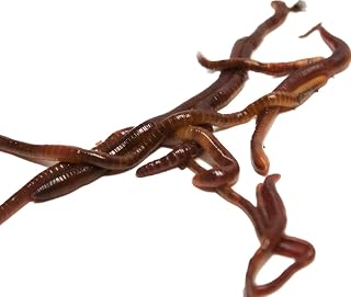 Vermibec's Raised in Canada 1/4 Pound (Approx 250 Worms) of Composting Worms (red wigglers)