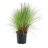 Savannah Grass - Summer, Spring Blooming Live Perennial Plants in 1 Gal Grower Pot - Grows Upto 2-3’ x 1-2’ - Drought Tolerant & Low Maintenance Grass Plant (1 Count)