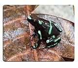 olloclip iphone xs macro Mauspadgröße: 24 cm x 20 cm (9,5 