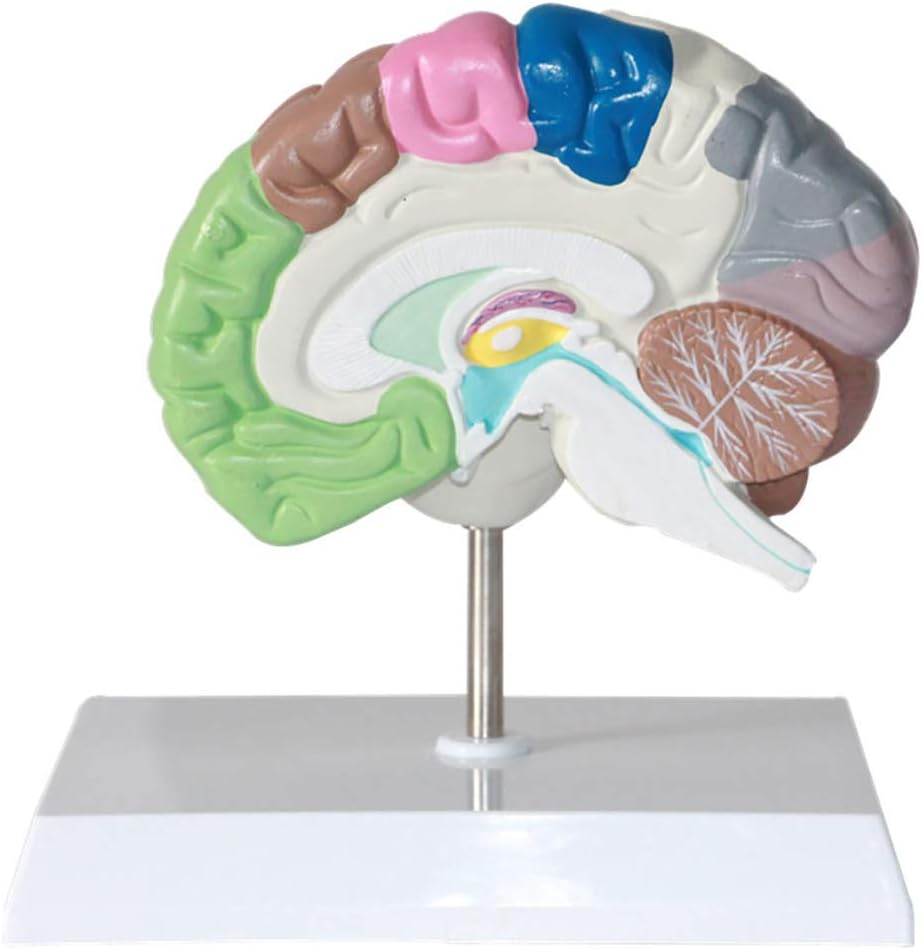 Teaching Model,Human Regional Brain Human Brain Model for Neuroscience Teaching with Labels 2 Times Life Size Anatomy Model for Learning Science Classroom