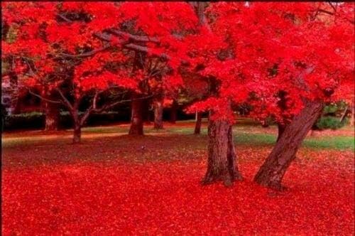 KVITER 25 Red Maple Tree Seeds for Planting Outdoors (Acer Rubrum) – Red Carolina Maple, Scarlet Maple Heirloom Seeds Non Gmo Organic, Lusty Fall Color – Vibrant Shade Trees for Patio & Outdoor Garden