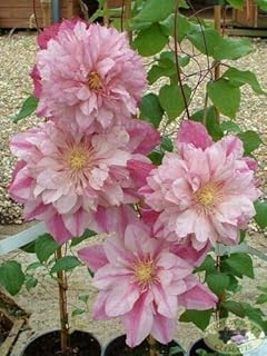 Light Pink Clematis Climbing Flower Seeds