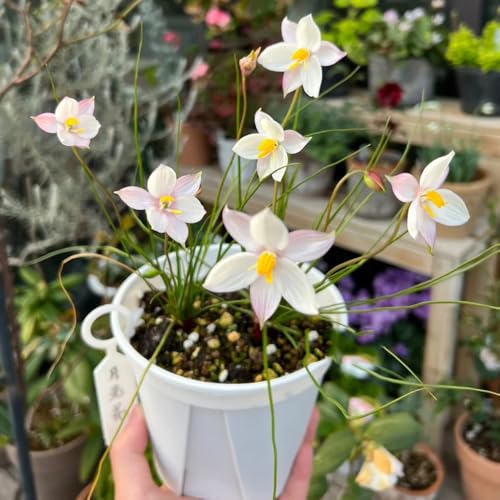 semillas de la planta de flor de luna semillas de prado de flores perennes semillas de flor de luna flores decorativas resistentes para balcón plantas de jardín de rocas resistentes 50pcs