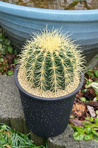 ドライガーデン 植物 サボテン」の人気商品一覧 | 安い商品を通販