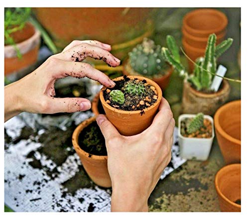 Cactus & Succulent Soil - 5.5 Litres Cactus Potting Compost - Hydrate at Home