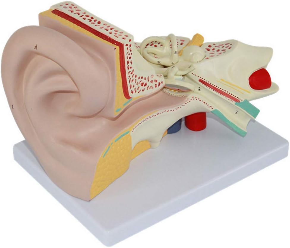 Anatomy model Educational Model Anatomical Human Giant Ear Model Human Organ Anatomical Model Detachable Ear Model for Base Educative Kits for School