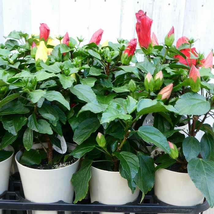 ☆ハイビスカス☆ ハイビスカス（アジアの風）：ムーンライト4号鉢植え の通販