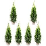 Pflanze im Kunststoffcontainer