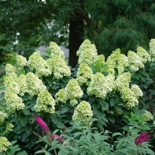 2 Gal. Limelight Prime Hydrangea Shrub