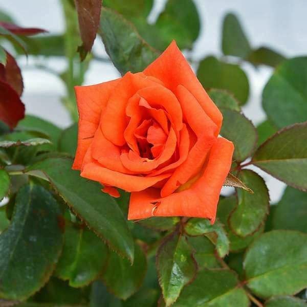 Entacloo_Rose PlantHybrid All Season Live Rose Plant[CF051]Hybrid All Season Live Rose Plant
