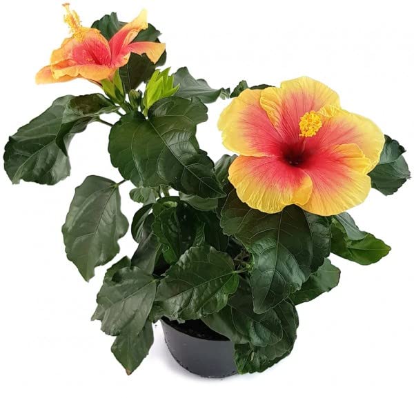 Hibiscus Natural Arbusto para Jardines o Terrazas