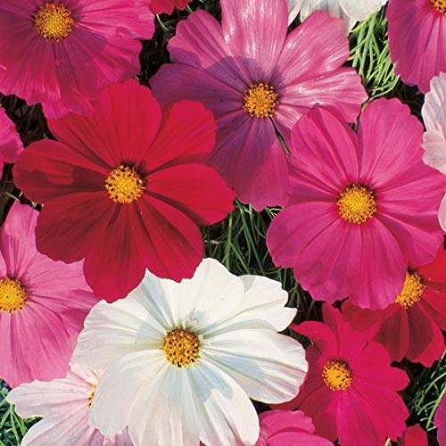 Livox Flower Seeds : Cosmos Best Mixed Colour Flower Gardening Seeds Garden Home Garden Seeds Plant Seeds (30 per packet) (B08QV83ZGQ) Amazon Price History, Amazon Price Tracker