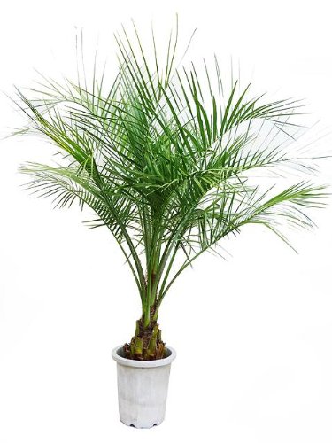 ココスヤシ3m ココスヤシ3m オンラインショップ：ココスヤシ（3m）｜埼玉県