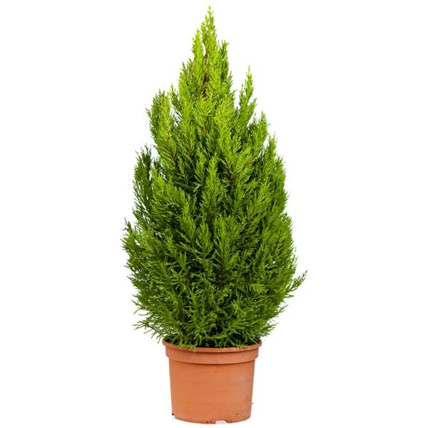 Árbol Natural Conocido como Ciprés Limón por su Color