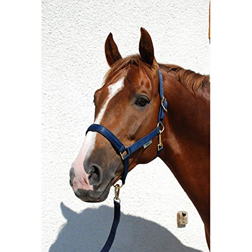 Cabestro Bucas Dublín XL azul marino para caballos grandes 4
