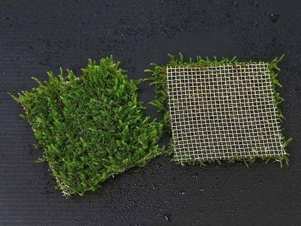 Maalavya Live Aquarium Aquatic Plant Fire Moss (2.5 * 2.5 SS Pad) Pack Of 1 (B0D9P264GX) Amazon Price History, Amazon Price Tracker
