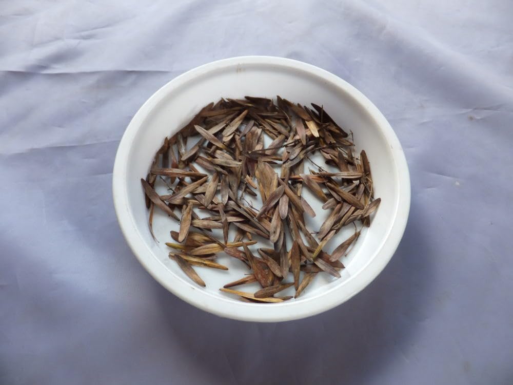 アオダモの種　約500粒★2024.10.14 から Amazon.co.jp: アオダモの種 50粒 : DIY・工具・ガーデン