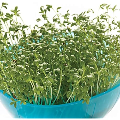Thompson & Morgan Extra Curled Cress Seeds Cover