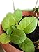 Semillas de tabaco Virginia rubio 500 semillas Nicotiana tabacum-