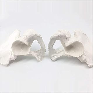 Study Model Life-Size Hip Bone Model - Anatomy Model Human Hip Joint Bones Model - PVC Material Medical Teaching Model - for Science Classroom Teaching Demonstration (Color : A) SaiFei