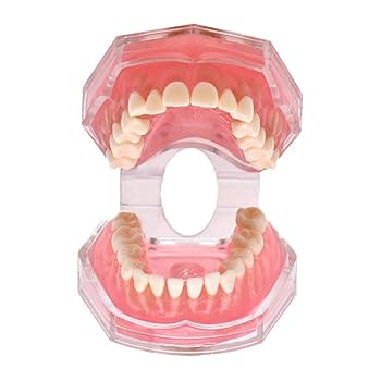 Amazon.co.jp: Angzhili 歯列模型 歯が抜く説明モデル 説明