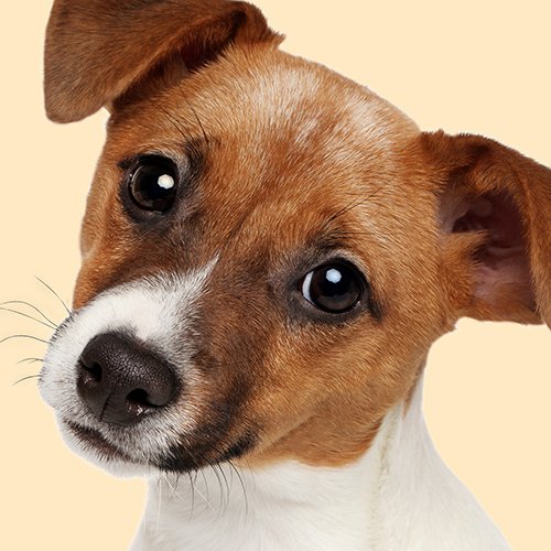 Carino Jack Russell Cucciolo di Cane Marroncino