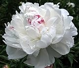 Beautifull 30 DUCHESS WHITE PAEONY ASTER French Peony Callistephus Flower Seeds