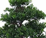 Zoom IMG-2 kunstpflanzen discount com bonsai artificiale Zoom IMG-2 kunstpflanzen discount com bonsai artificiale