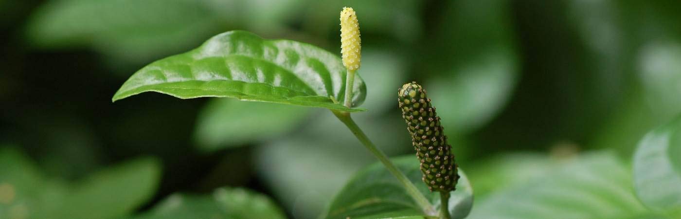Generic Piper Longum, Pipali plants