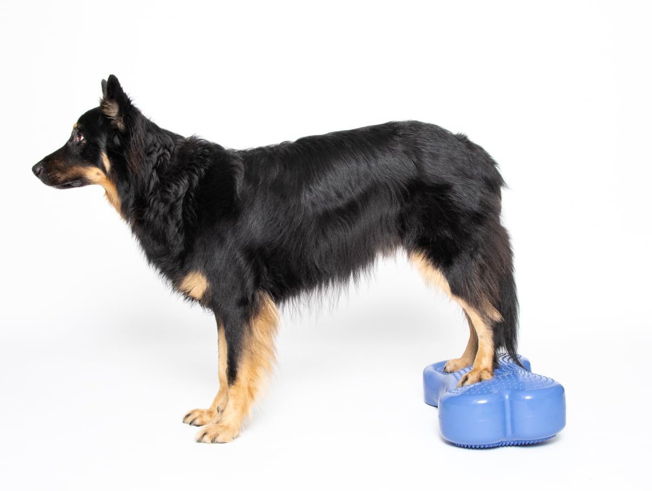 Balance Bone - Balance Pad per allenare l'equilibrio per cani