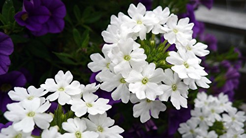 Creative Farmer Flower Seeds : Devil'S Bane White Live Plant Seeds ...
