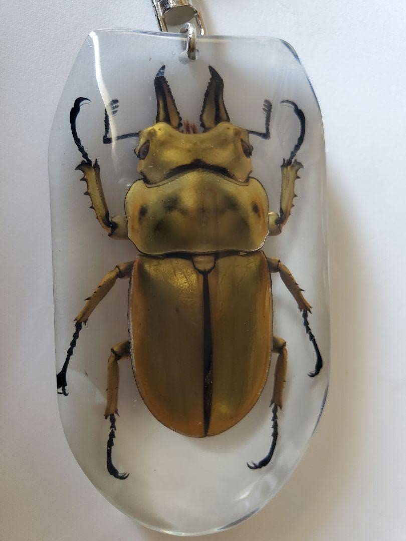 オウゴンオニクワガタキーホルダー オス | いんどねし屋 - Made