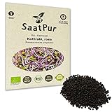Kohlrabi (rosa) BIO Keimsprossen von SaatPur - Sprossen Keimsaat, Microgreens - 20g