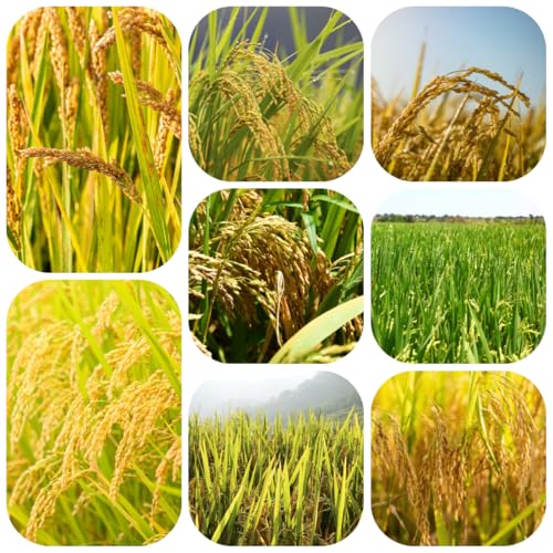 Semillas de arroz - semillas de hortalizas de invierno semillas orgánicas plantas vegetales jardín de plantas semillas de bonsái semillas exóticas maceta semillas de hortalizas para 700pcs