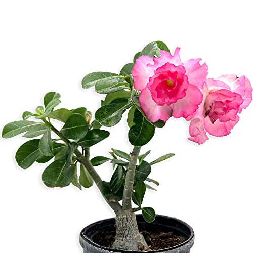 Ragnaroc Live Succulents – Adenium Obesum Desert Rose 6-12” Tall In 4” Pot - 1Ct - Color When Flowering May Be Pink Or Red, Bonsai Caudex - Live Arrival Guaranteed - House Plants For Home Decor & Gift #TOP5