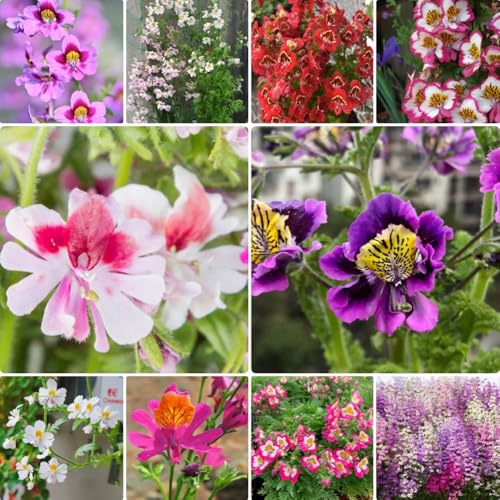 Semillas de orquídeas de granjero, orgánicas de Schizanthus pinnatus, jardín de rocas resistentes regalos para amantes 300pcs