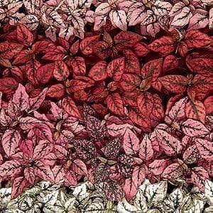 Miniatura 7 de Outsidepride Splash Select - Semillas mixtas de Hypoestes para plantar, 100 semillas perennes de lunares con follaje abigarrado para contenedores,