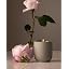 Steeped Rose