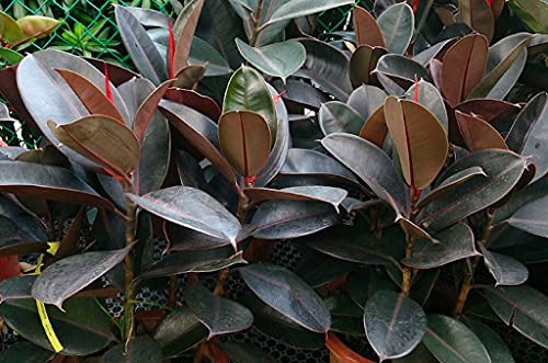 Generic Fresh 50 pcs Ficus Elastica 'Decora' Plant Seeds for Planting Green