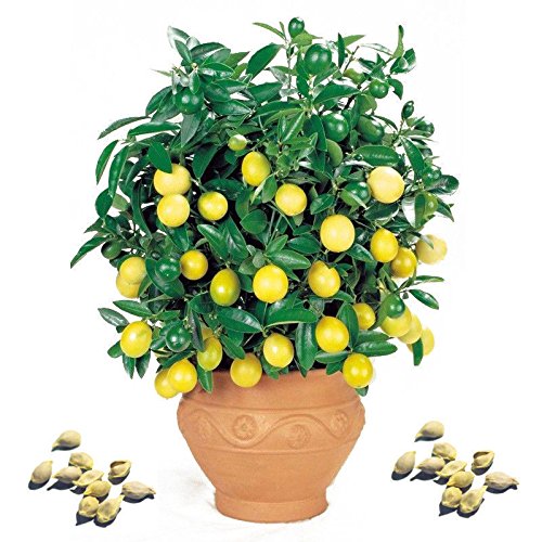 Creative Farmer Fruit Seeds : Lemon Seeds For Pots Fruit Seeds For Home Garden Organic Fruit Seeds Pack (B075PVNS7M) Amazon Price History, Amazon Price Tracker